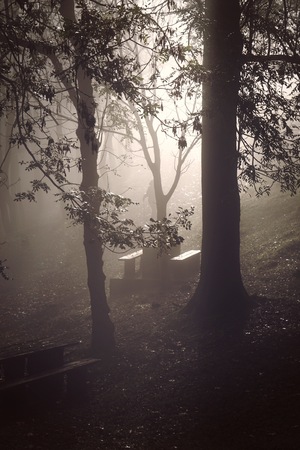 trees in the forest in the mountain