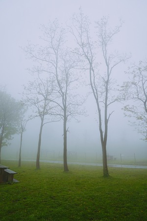 the green trees in the forest in the mountainの写真素材