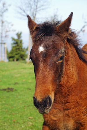 the beautiful brown horse portraitの写真素材