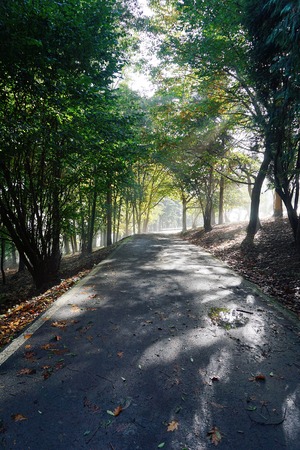 road and green trees in the forest in the mountain