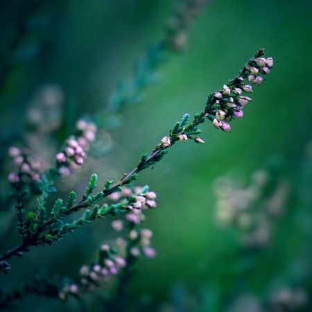 romantic pink flower in the gardenの写真素材