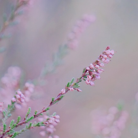 romantic pink flower in the gardenの写真素材