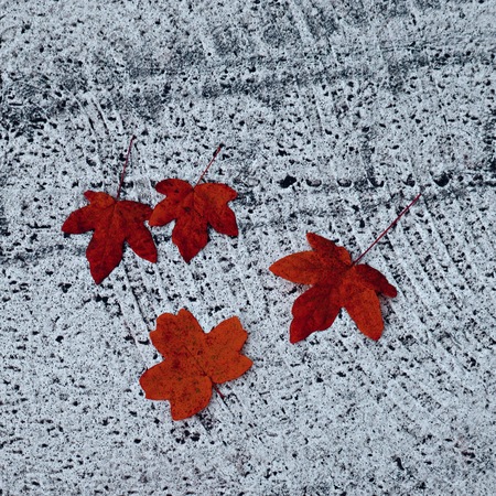 the brown tree leaves in the nature