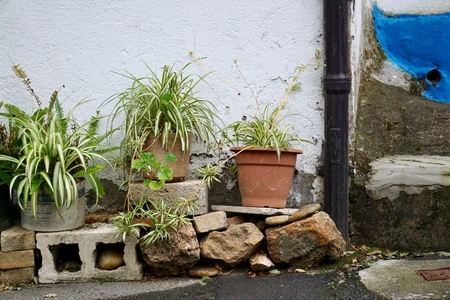 flowers in the flower pot in the streetの写真素材