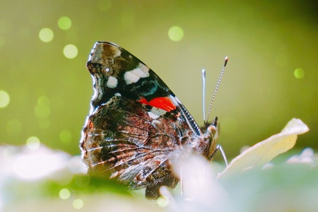 beautiful brown butterfly on the flower in the natureの写真素材