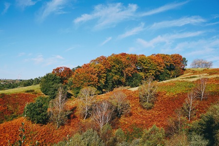 trees in the mountain in the natureの写真素材
