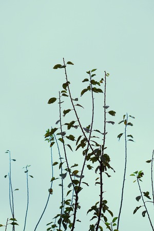 green tree leaves in the nature