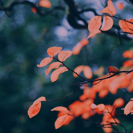colorful tree leaves in the natureの写真素材