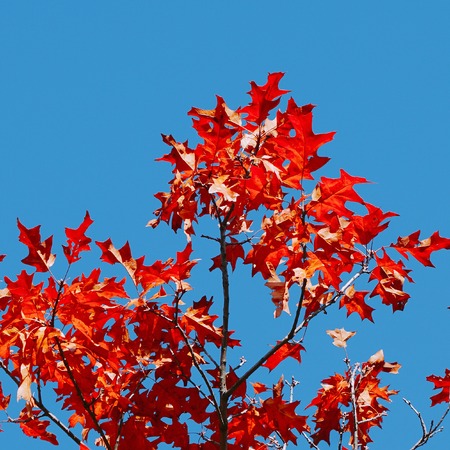 colorful tree branches in the nature