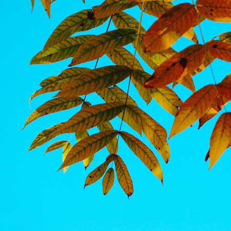 colorful tree branches in the natureの写真素材