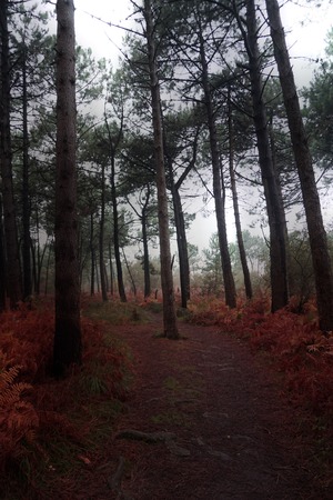 trees in the forest in the mountain in the natureの写真素材