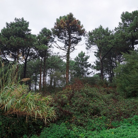 trees in the forest in the mountainの写真素材