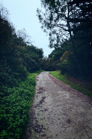 road and green trees in the forest in the mountain