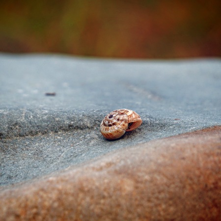 little snail on the plant in the nature