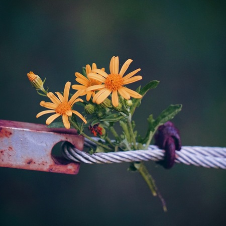 romantic yellow flower in the gardenの写真素材