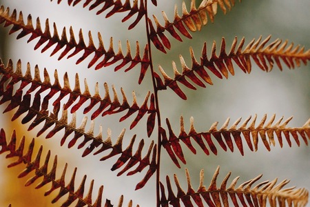 abstract brown fern plant in the nature
