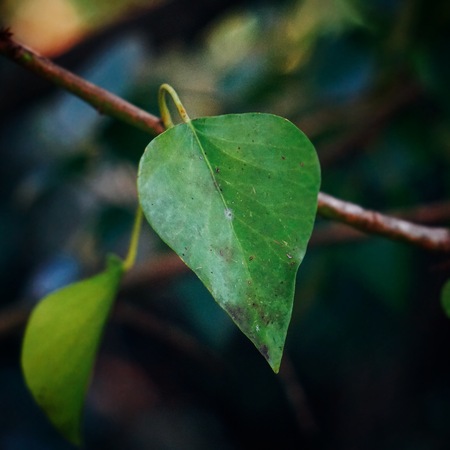 green plant leaves in the natureの写真素材