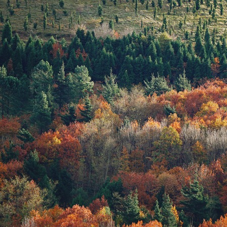 trees in the mountain in the nature