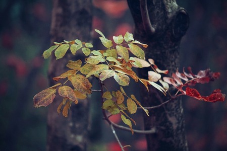 abstract green tree branches in the nature
