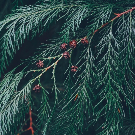 abstract green tree branches in the natureの写真素材
