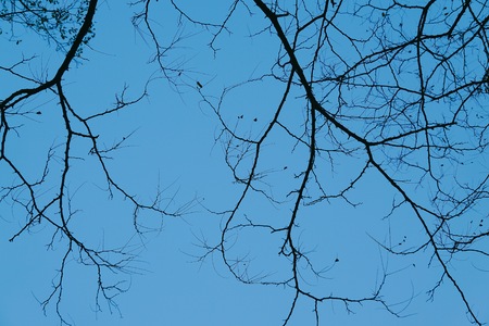 abstract tree branches in the natureの写真素材