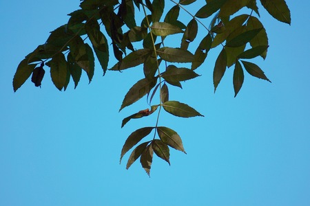 abstract tree branches in the natureの写真素材