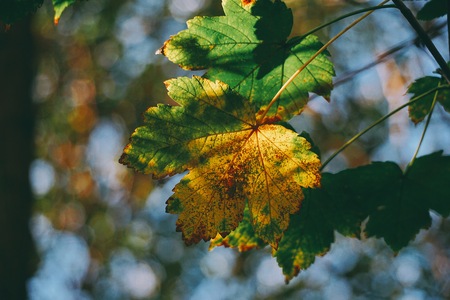 abstract green tree branches in the natureの写真素材