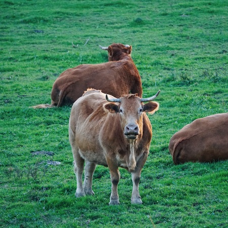beautiful brown cow portrait in the natureの写真素材
