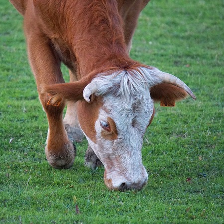 beautiful brown cow portrait in the nature