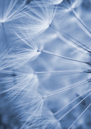 romantic white dandelion flower plantの写真素材