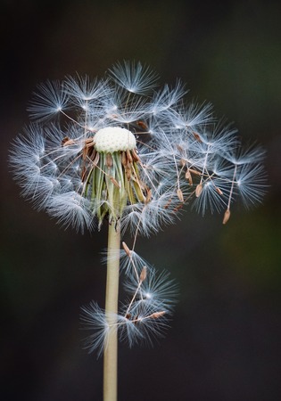 romantic dandelion flower plant seed in the gardenの写真素材