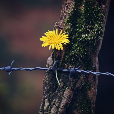 romantic yellow flower in the natureの写真素材