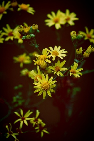 romantic yellow flower in the natureの写真素材