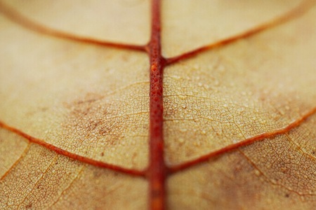 beatutiful brown tree leaf texture in the natureの写真素材