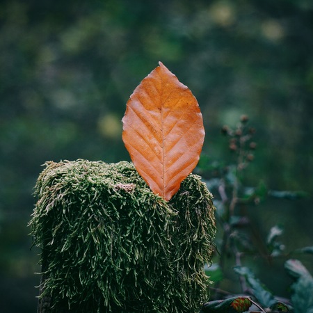 beatutiful brown tree leaf in the natureの写真素材