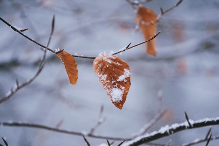 beautiful brown tree leaves in the natureの写真素材