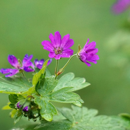 beautiful pink flowers in the gardenの写真素材