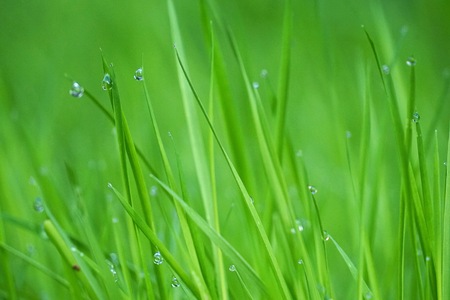 raindrops on the green grass plant in the gardenの写真素材