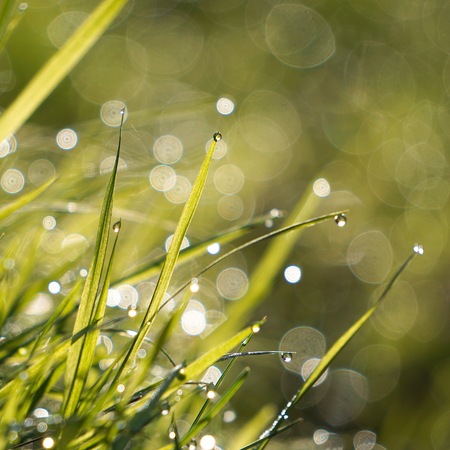 raindrops on the green grass plant in the gardenの写真素材