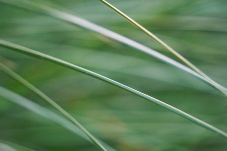 raindrops on the green grass plant in the gardenの写真素材