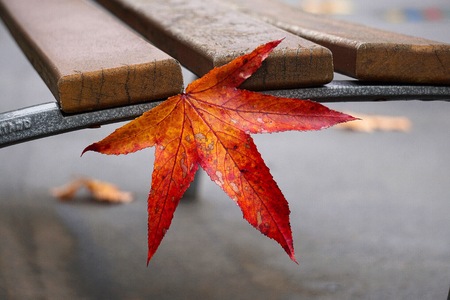 beautiful red tree leaves in the natureの写真素材