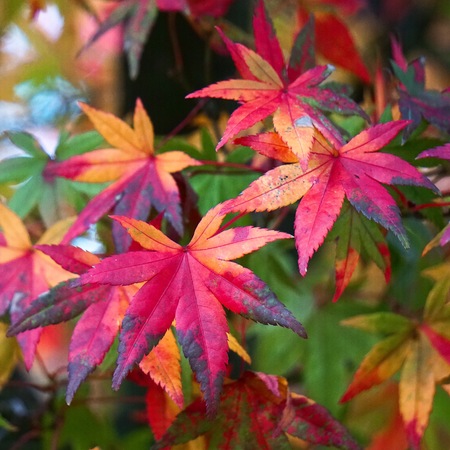 beautiful red tree leaves in the natureの写真素材