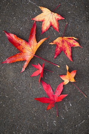 beautiful red tree leaves in the natureの写真素材