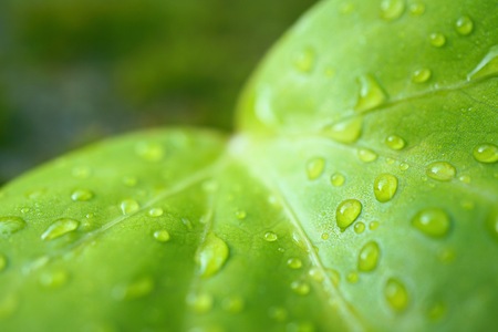 green tree leaves in the natureの写真素材
