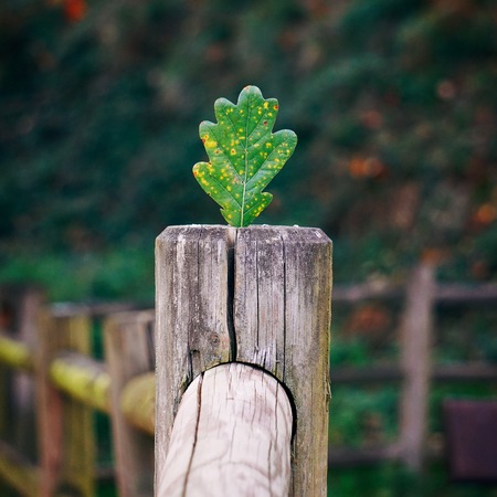 green tree leaves in the natureの写真素材