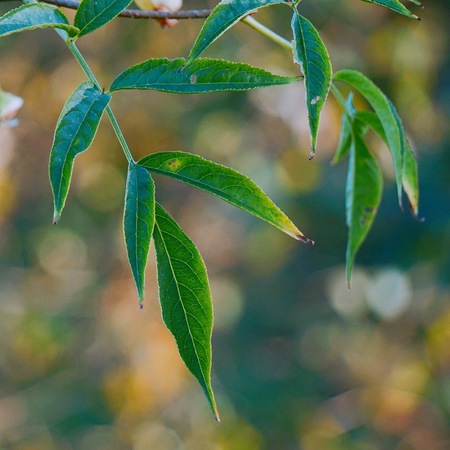 abstract green tree leaves texture in the natureの写真素材