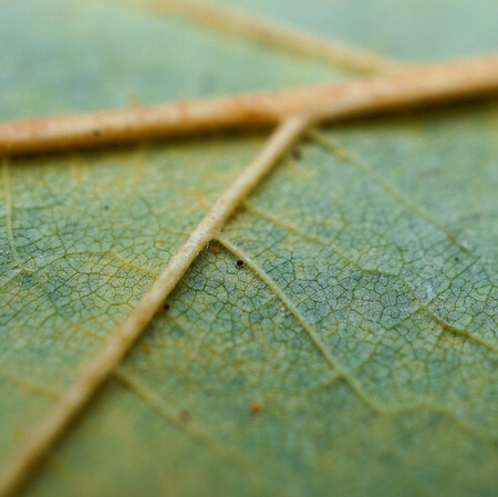 abstract green tree leaves texture in the nature