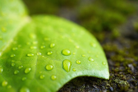 green tree leaves in the natureの写真素材