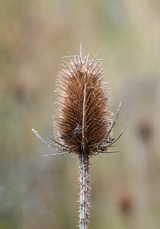 flower in the garden in the natureの写真素材