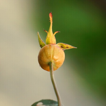 flower in the garden in the natureの写真素材